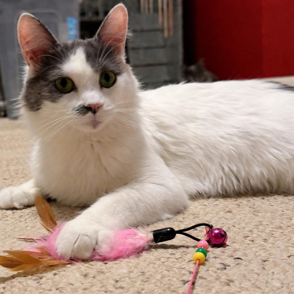 Willow, adoptable, Young Female Domestic Medium Hair.