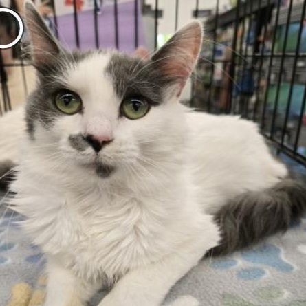 Willow, adoptable, Young Female Domestic Medium Hair.