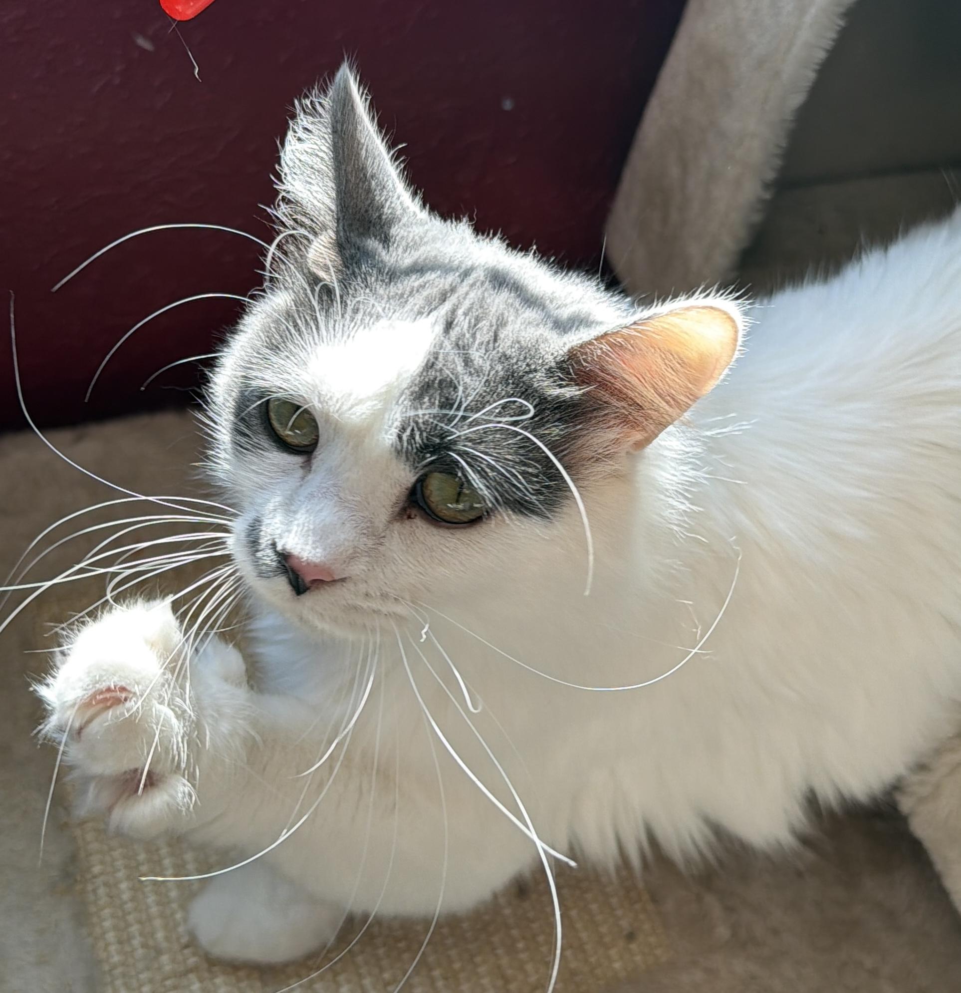 Enlarge Willow, an adoptable Domestic Medium Hair in Sedalia, MO image 3/4