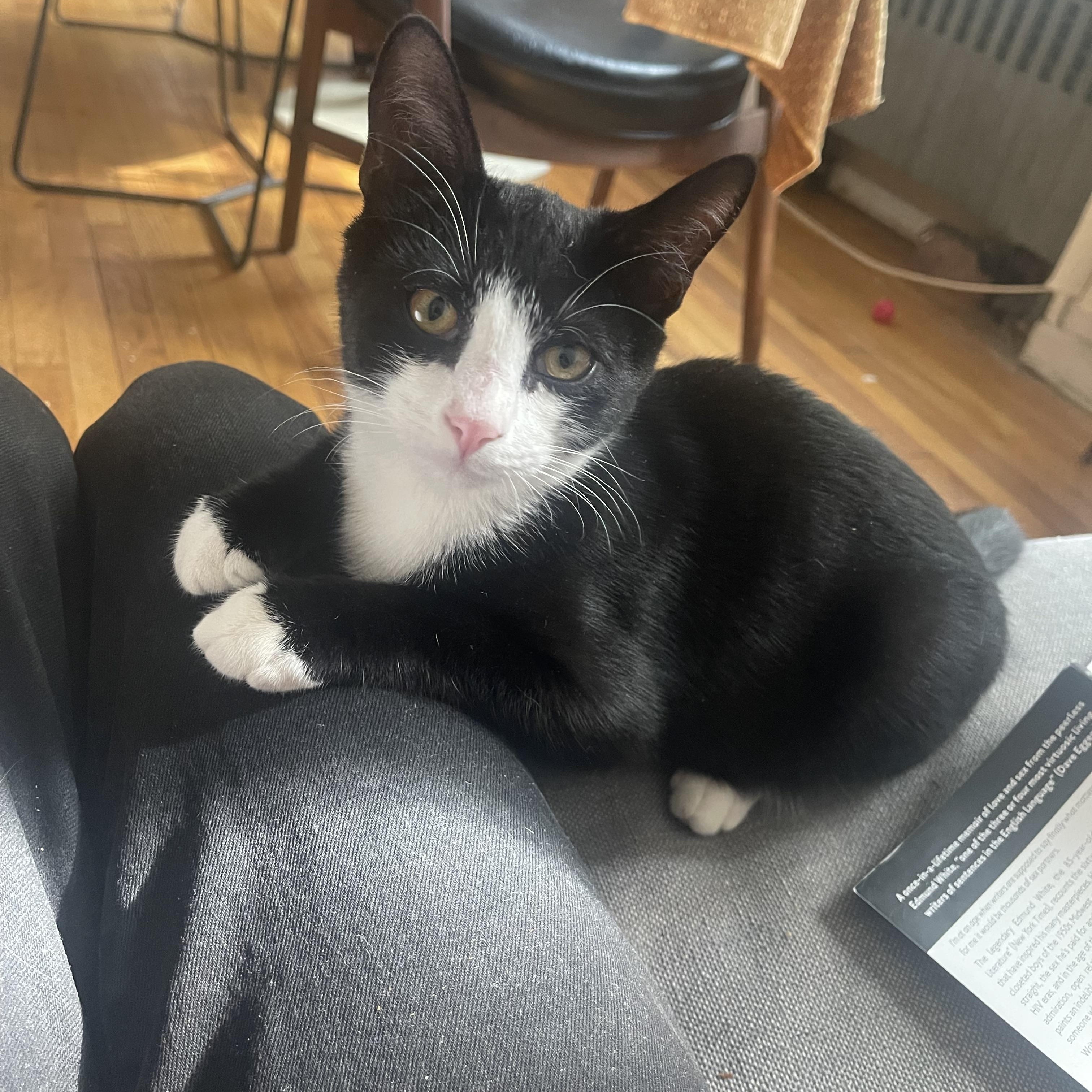 Salt & Salami, an adopted Domestic Short Hair in Astoria, NY image 3/6