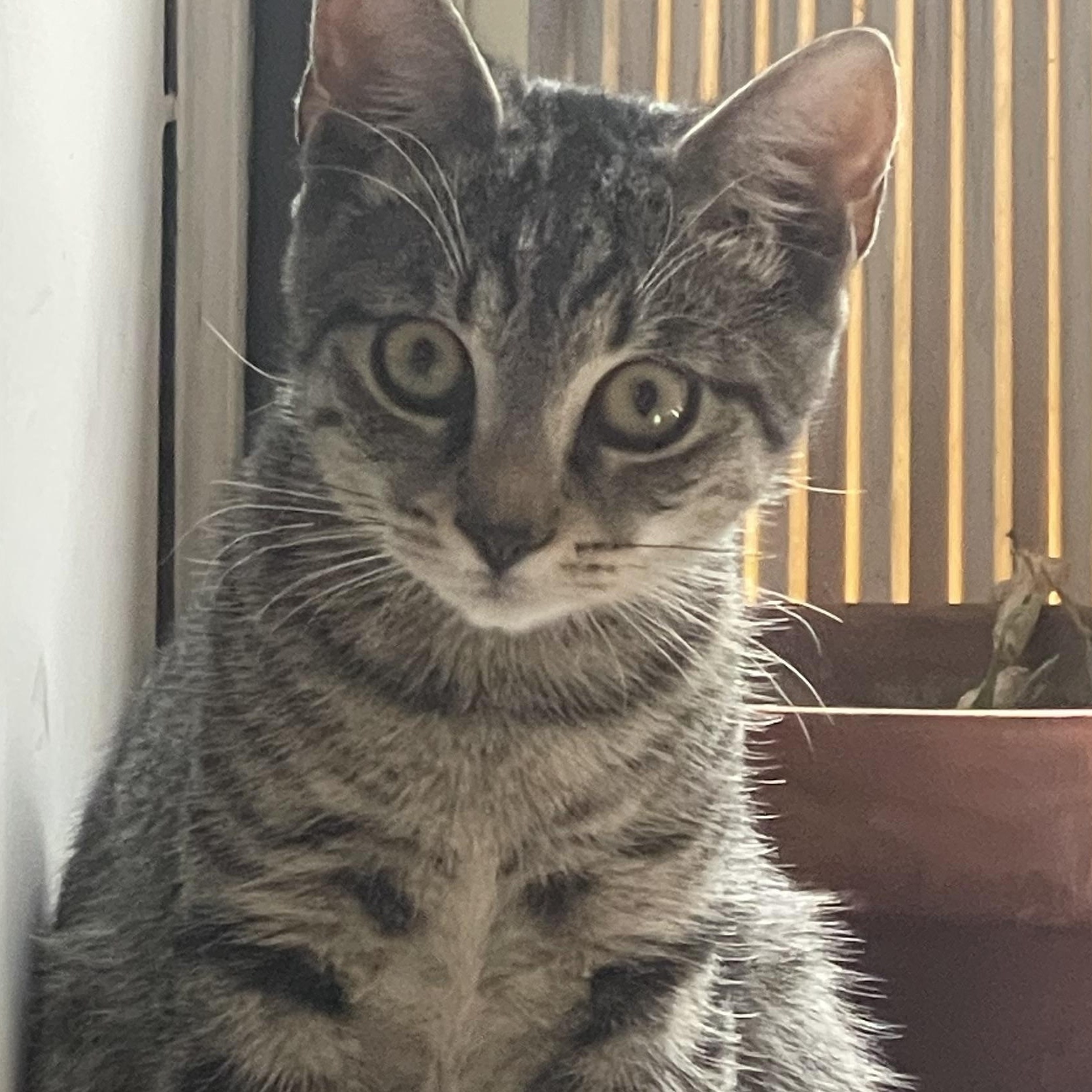 Salt & Salami, an adopted Domestic Short Hair in Astoria, NY image 1/6