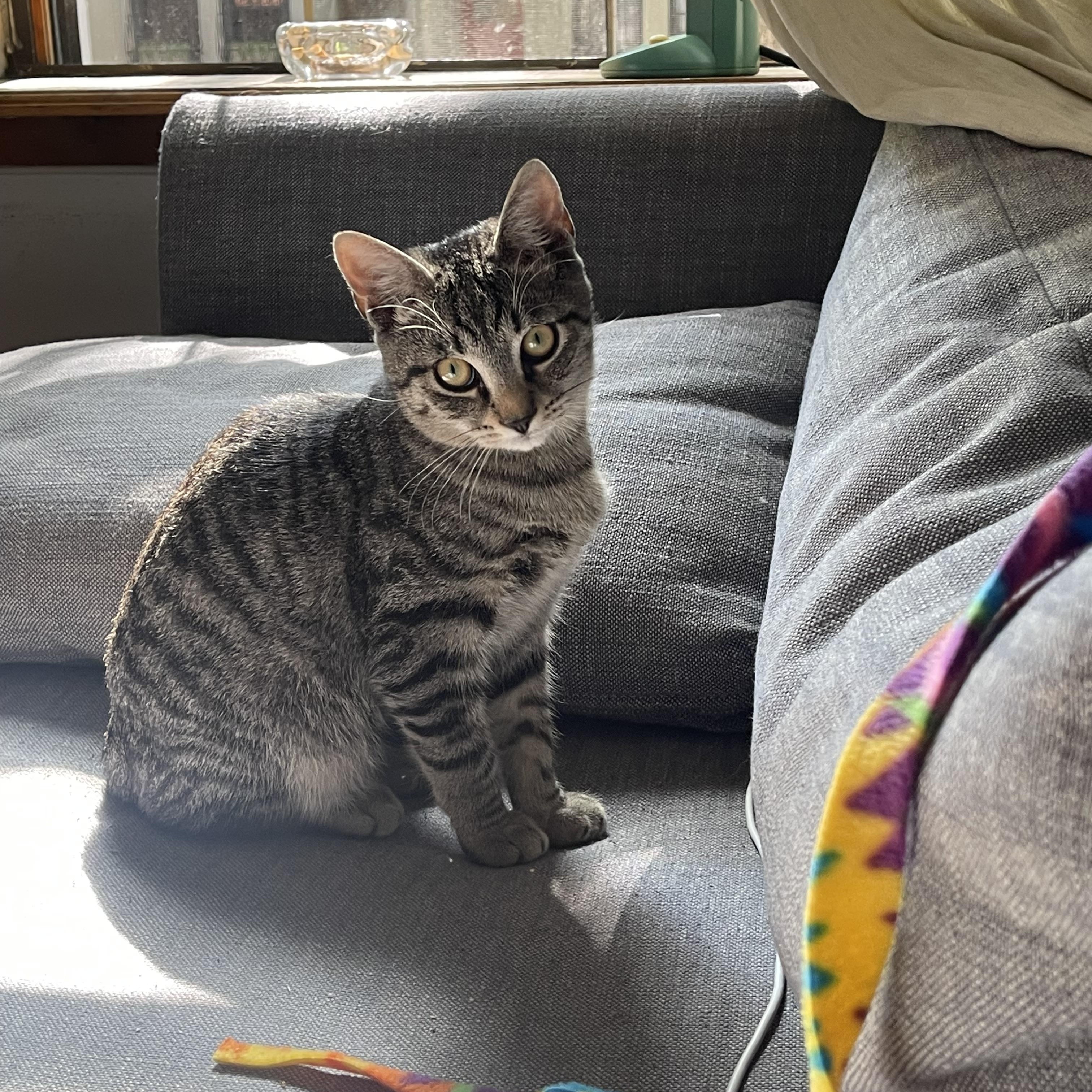 Salt & Salami, an adopted Domestic Short Hair in Astoria, NY image 4/6