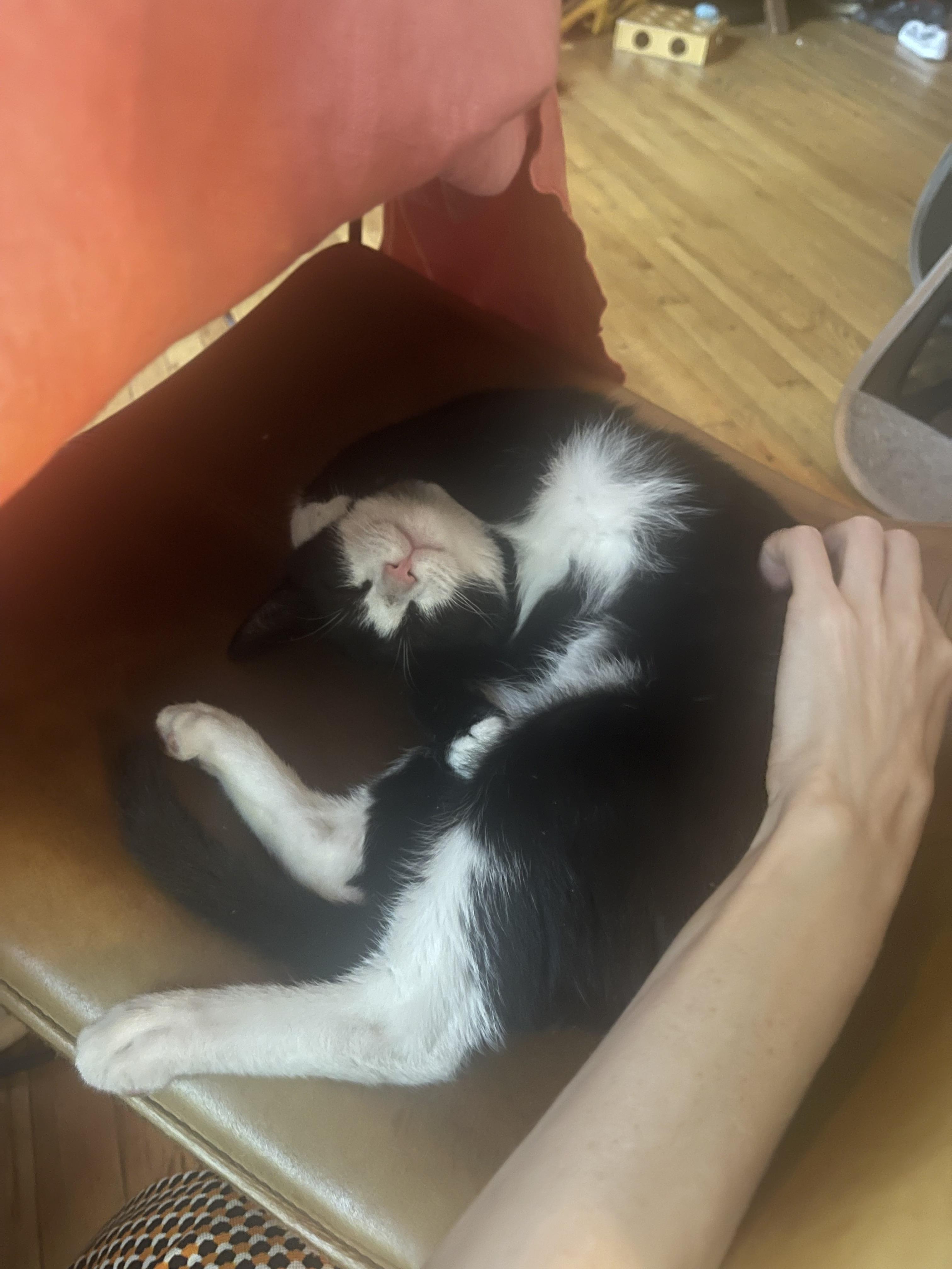 Salt & Salami, an adopted Domestic Short Hair in Astoria, NY image 5/6