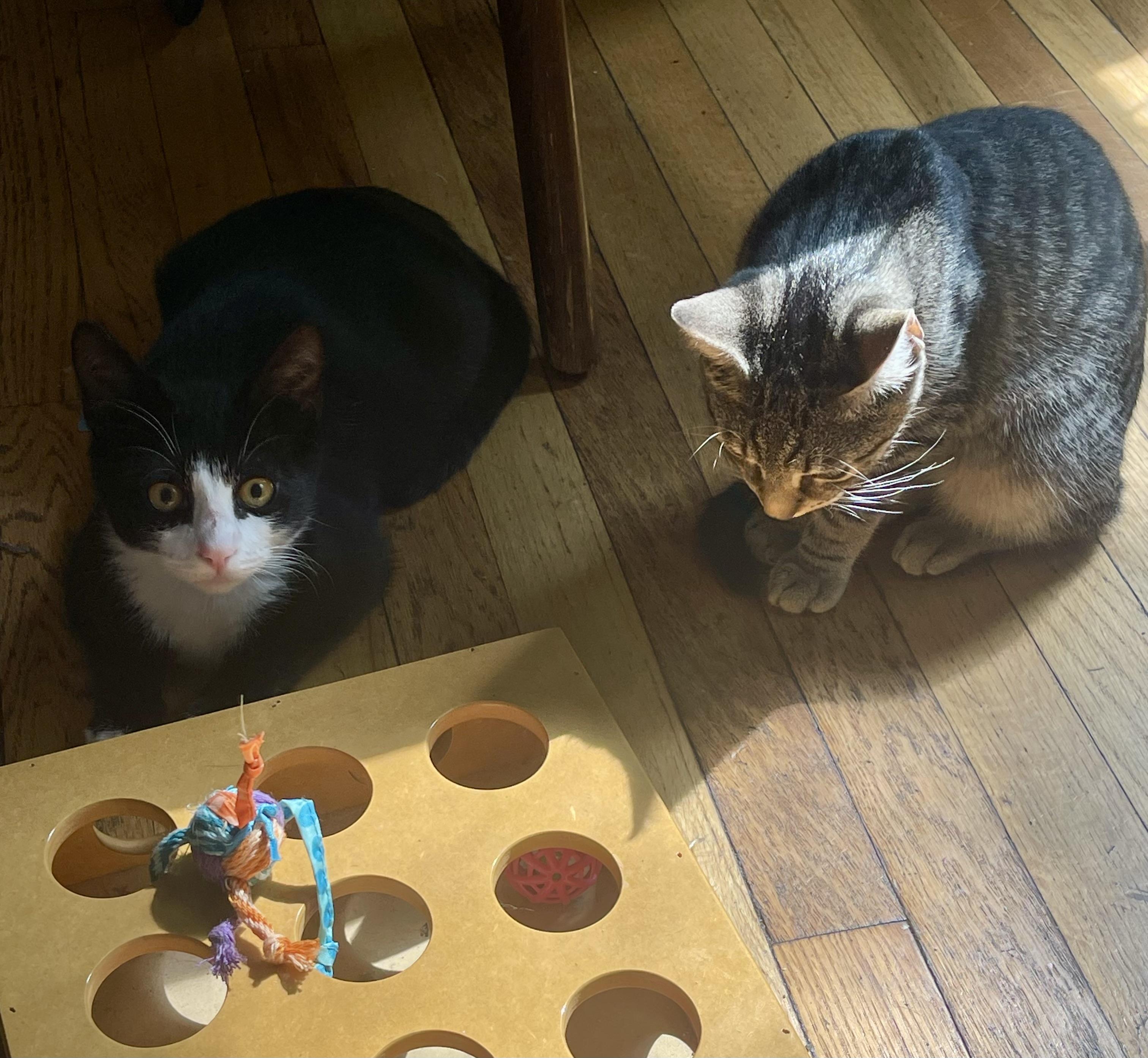 Salt & Salami, an adopted Domestic Short Hair in Astoria, NY image 6/6