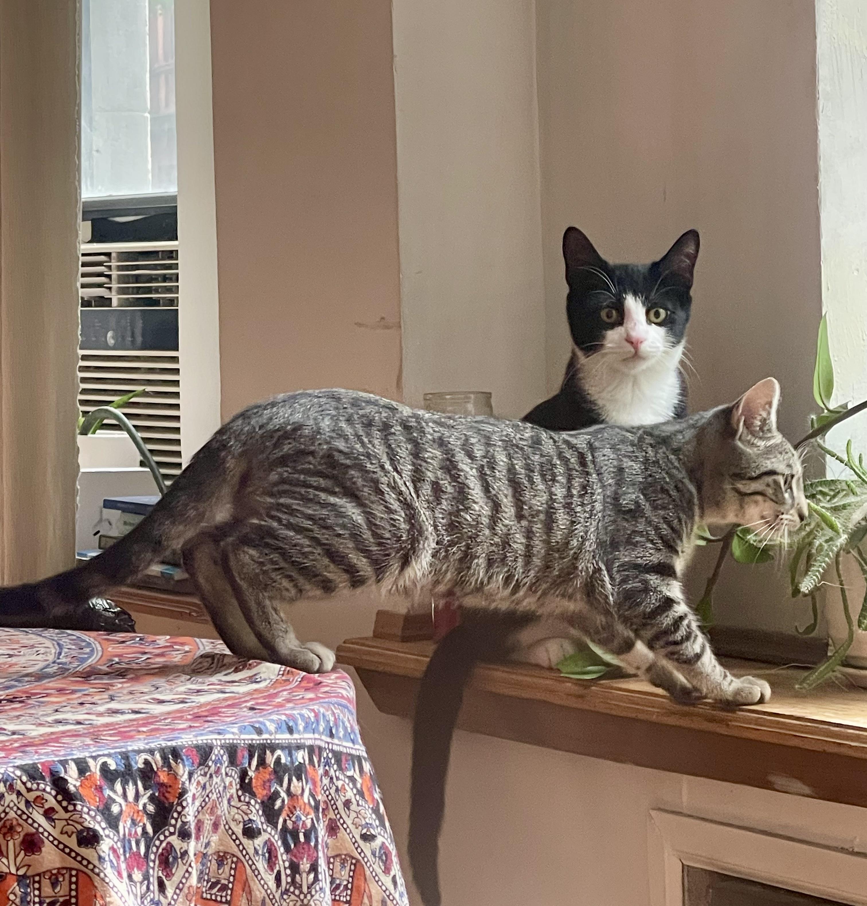 Salt & Salami, an adopted Domestic Short Hair in Astoria, NY image 2/6