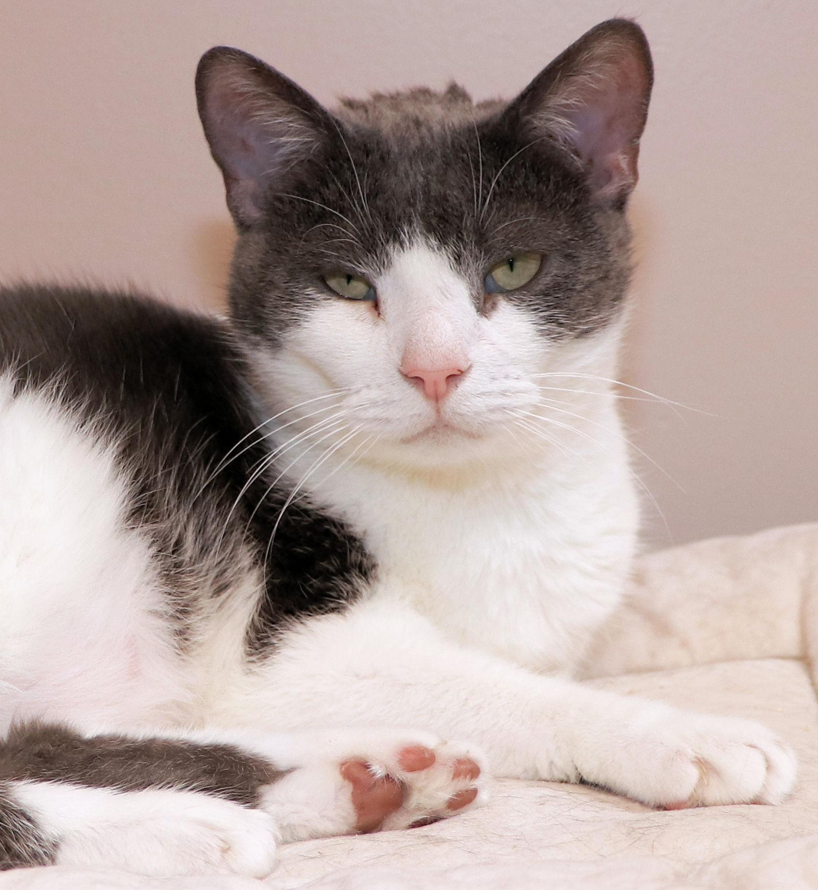 Enlarge Glitter, a ADOPTABLE Domestic Short Hair in Cincinnati, OH image 3/3