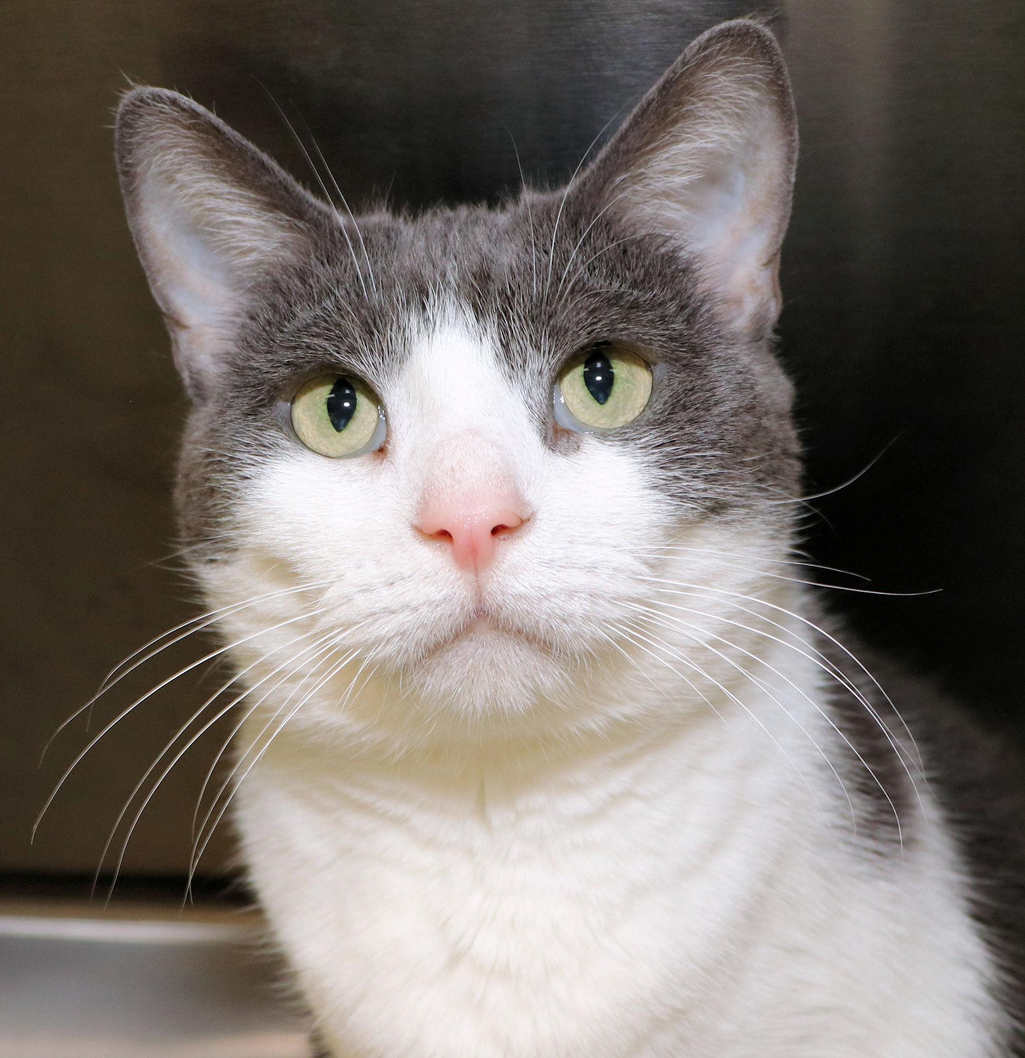 Enlarge Glitter, a ADOPTABLE Domestic Short Hair in Cincinnati, OH image 1/3