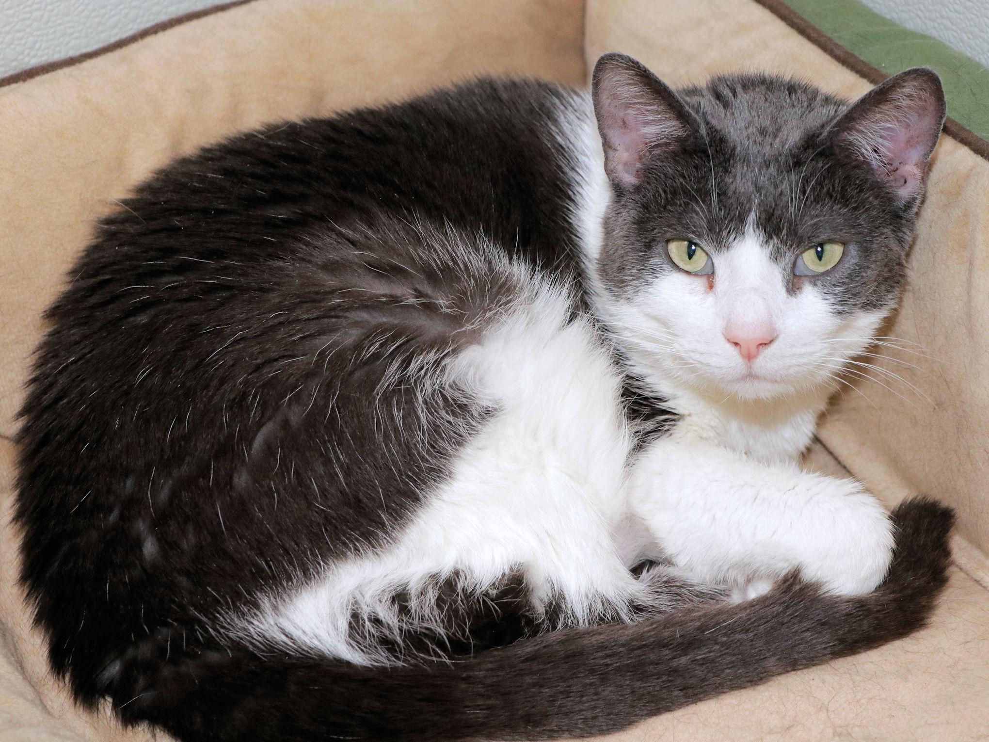 Enlarge Glitter, a ADOPTABLE Domestic Short Hair in Cincinnati, OH image 2/3