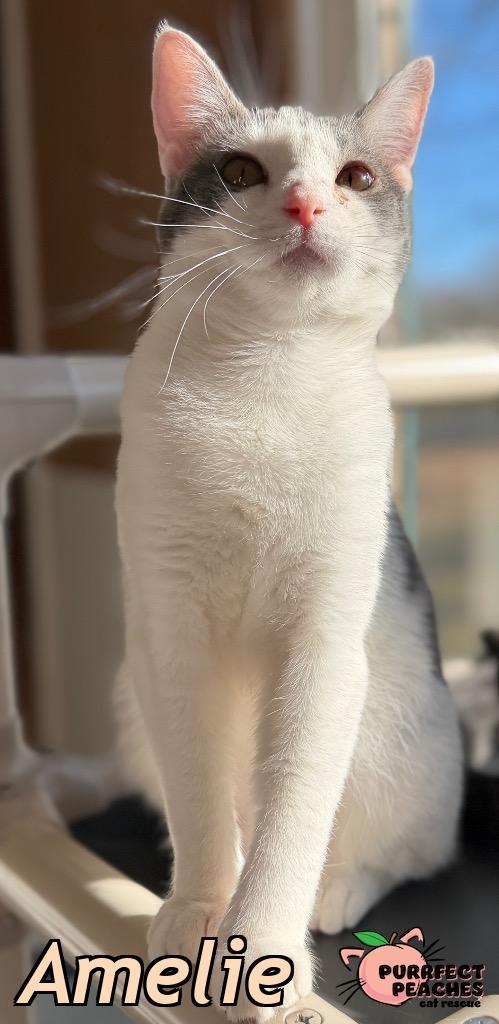 Amelie, Adoptable, Young Female Domestic Short Hair.