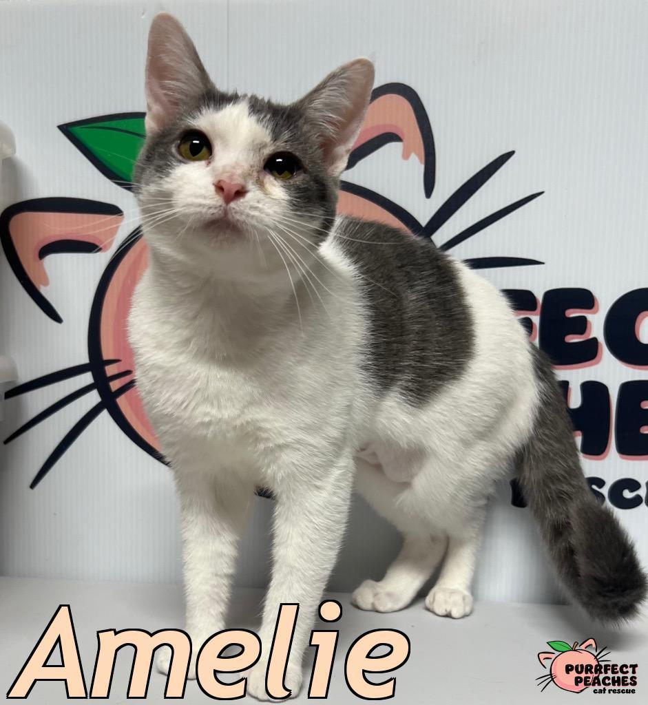 Enlarge Amelie, a Adoptable mixed breed in Douglasville, GA image 2/4