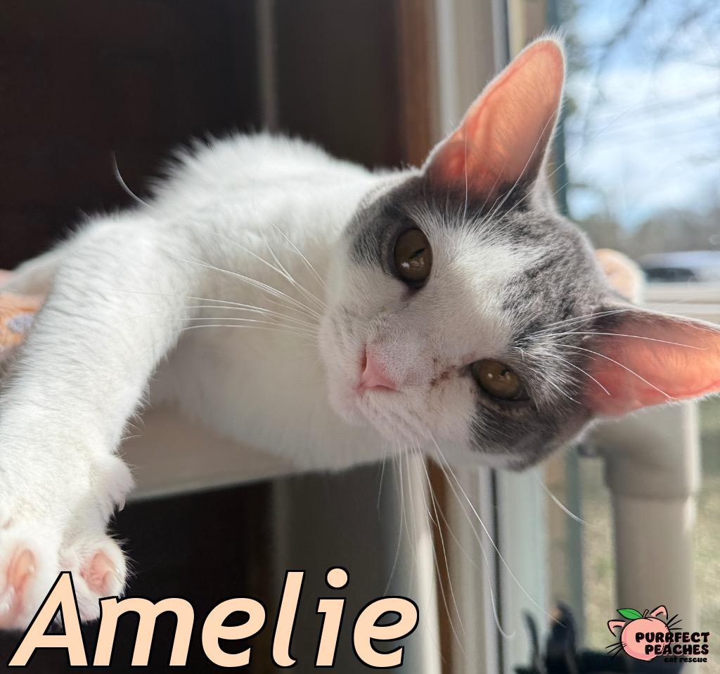 Enlarge Amelie, a Adoptable mixed breed in Douglasville, GA image 3/4