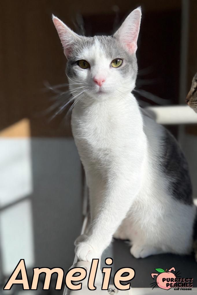 Enlarge Amelie, a Adoptable mixed breed in Douglasville, GA image 4/4