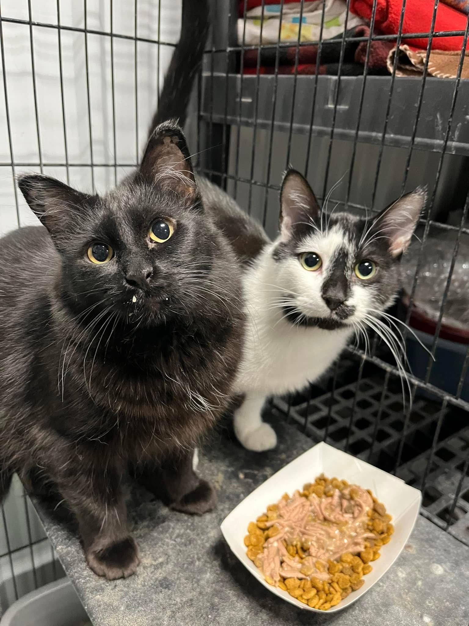Enlarge Darcy (Bonded w/Ken), a Adopted Domestic Medium Hair in Detroit Lakes, MN image 1/3