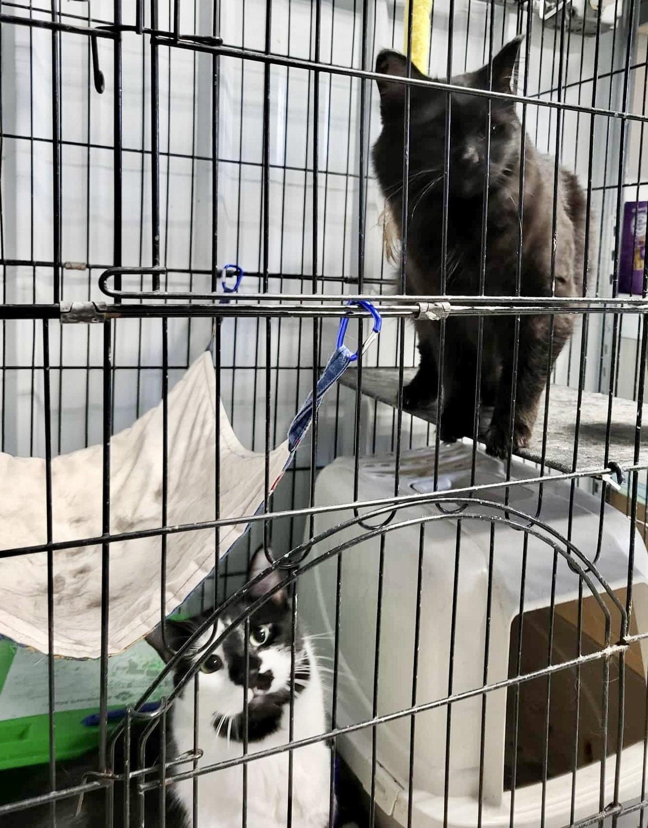 Enlarge Darcy (Bonded w/Ken), a Adopted Domestic Medium Hair in Detroit Lakes, MN image 2/3