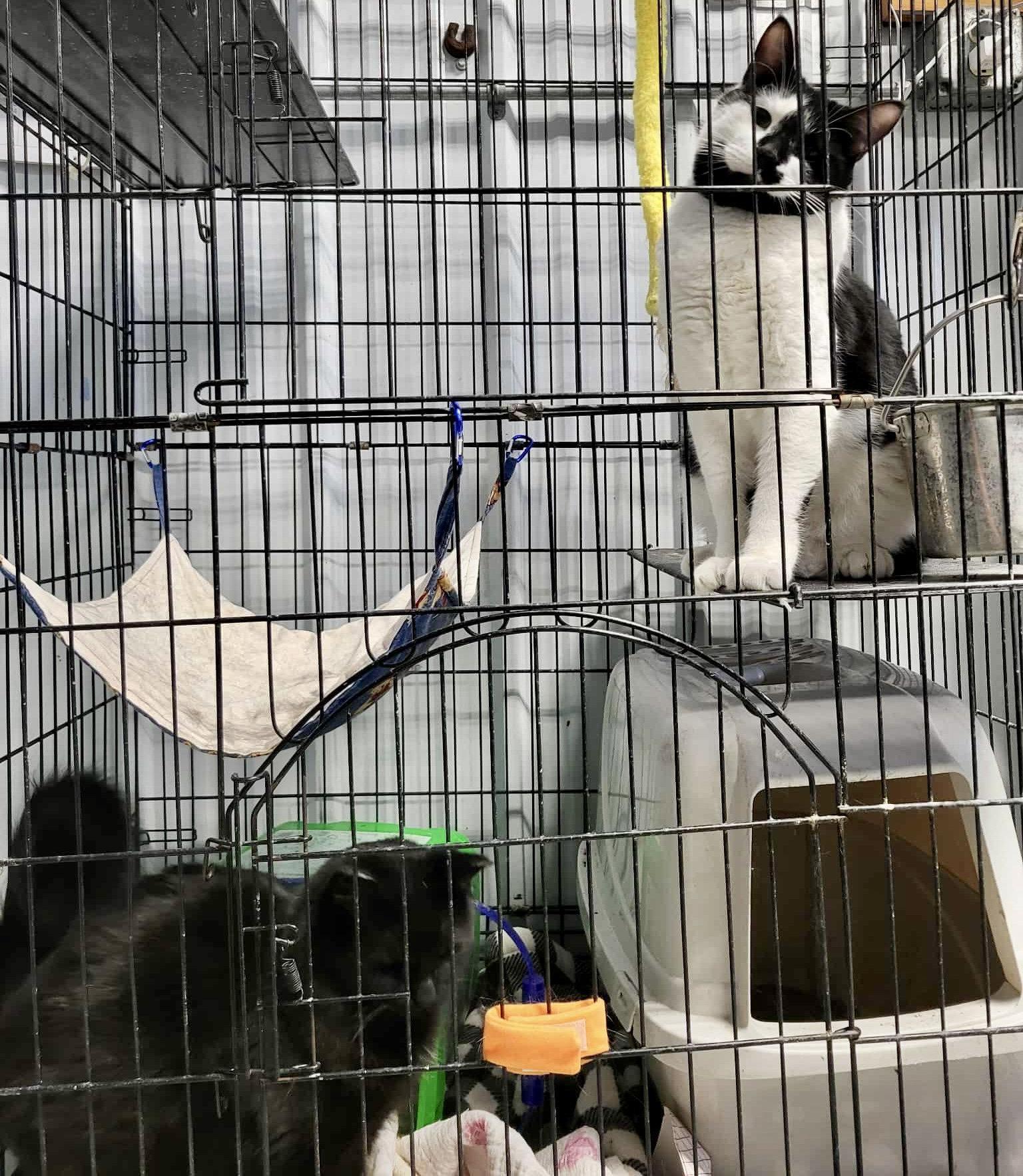 Enlarge Darcy (Bonded w/Ken), a Adopted Domestic Medium Hair in Detroit Lakes, MN image 3/3