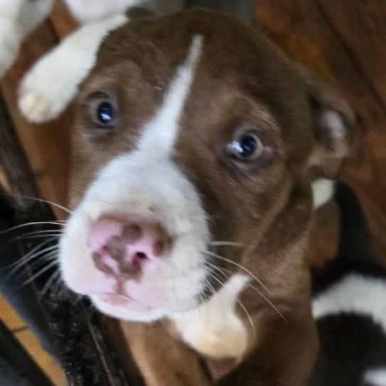 Enlarge Brownie, a Adoptable mixed breed in Parma, OH image 1/1