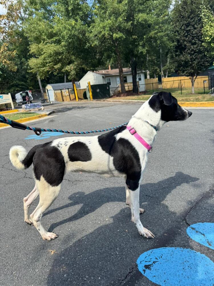 Meg, Adoptable, Young Female Whippet & Fox Terrier.