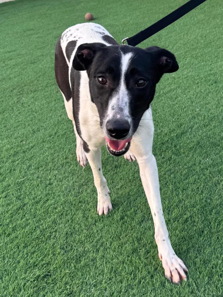 Meg, a Adoptable mixed breed in Gig Harbor, WA image 2/5