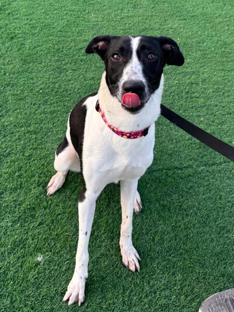 Meg, a Adoptable mixed breed in Gig Harbor, WA image 3/5