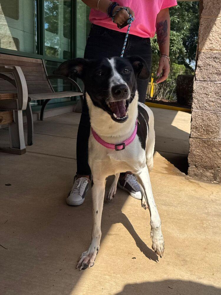 Meg, a Adoptable mixed breed in Gig Harbor, WA image 4/5