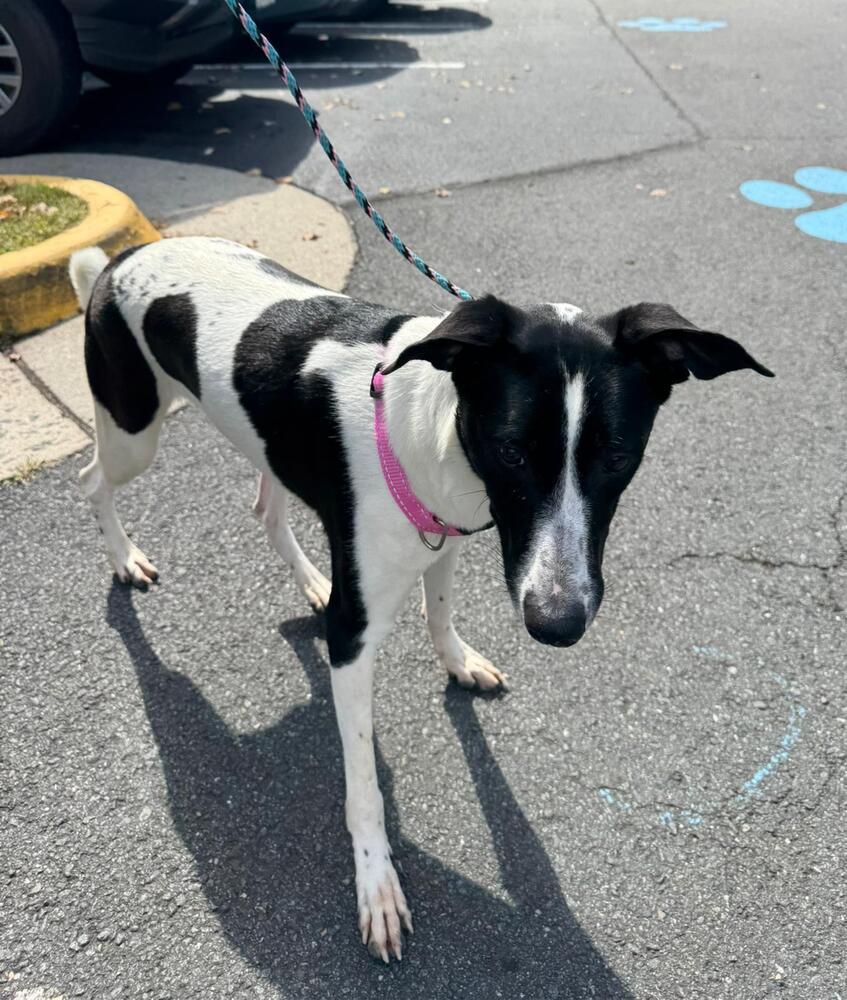 Meg, a Adoptable mixed breed in Gig Harbor, WA image 5/5