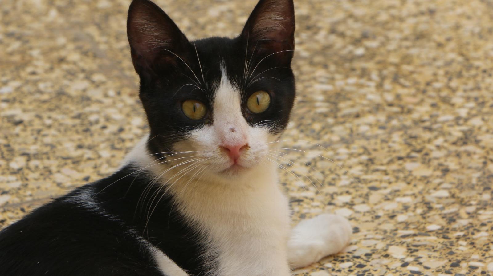 Enlarge Panda M, a Adoptable Domestic Short Hair in Brampton, ON image 2/3