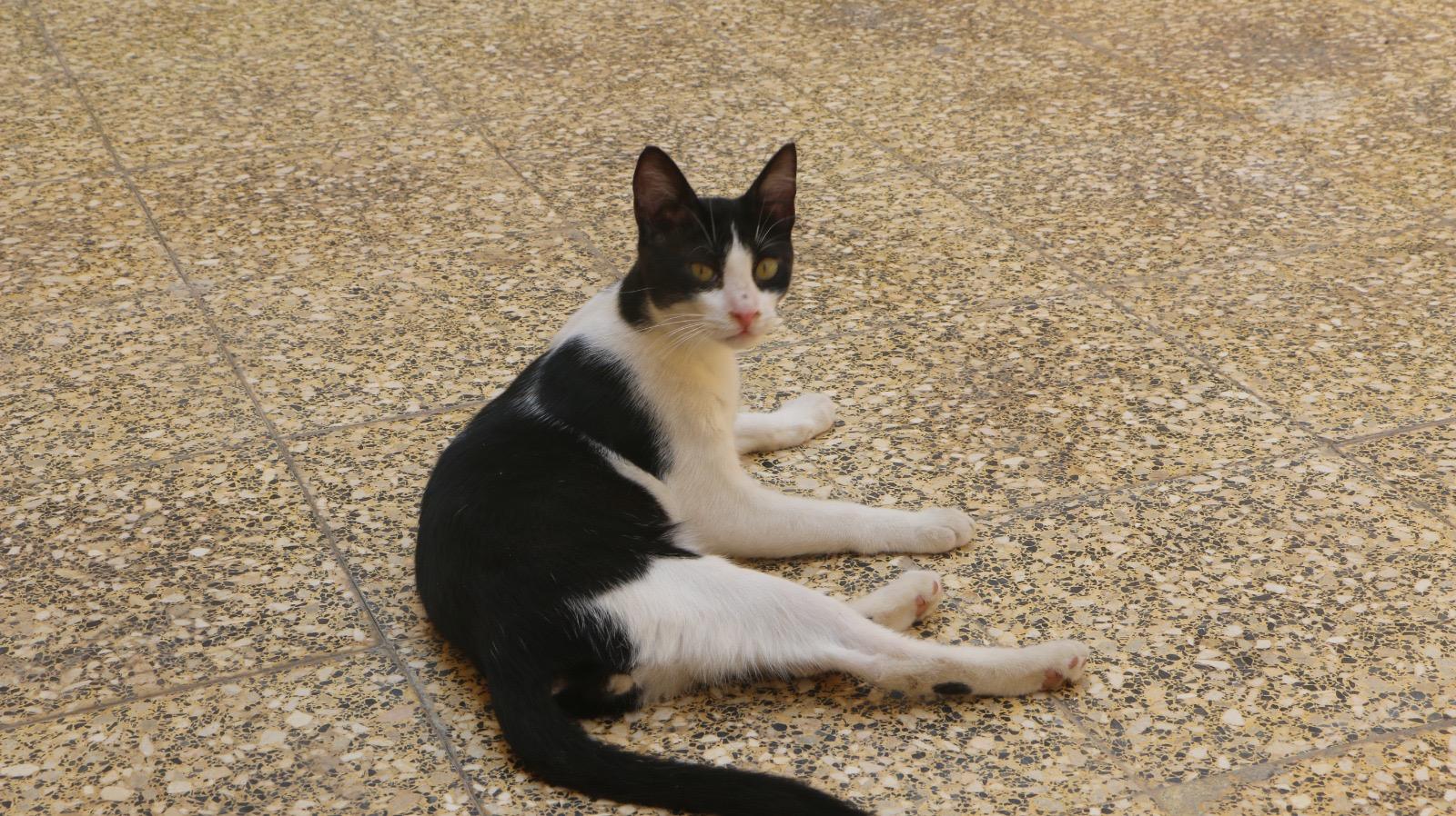 Enlarge Panda M, a Adoptable Domestic Short Hair in Brampton, ON image 3/3