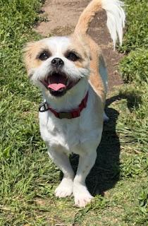 Enlarge REMI, a ADOPTABLE mixed breed in fort worth, TX image 1/6