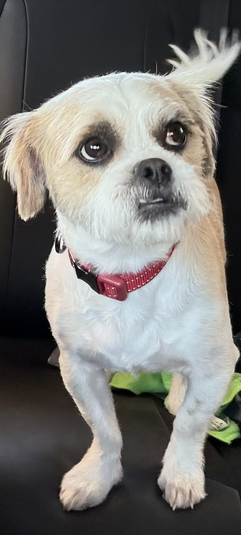 Enlarge REMI, a ADOPTABLE mixed breed in fort worth, TX image 5/6