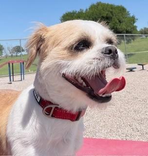 Enlarge REMI, a ADOPTABLE mixed breed in fort worth, TX image 2/6