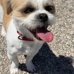 Enlarge REMI, a ADOPTABLE mixed breed in fort worth, TX image 6/6