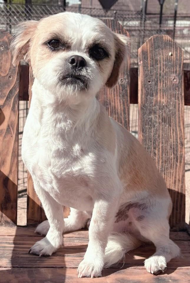 Enlarge REMI, a ADOPTABLE mixed breed in fort worth, TX image 4/6