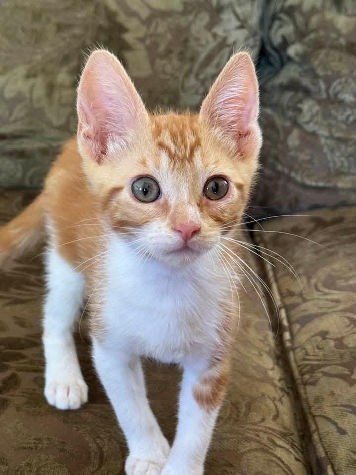 Tyler, Baby Male Domestic Short Hair