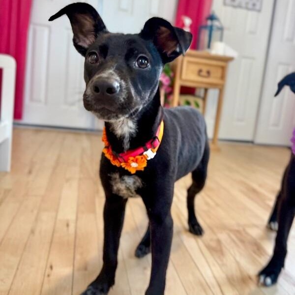 Dahlia Daisy Flower — thumbnail 2