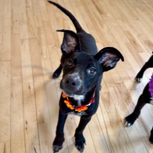 Dahlia Daisy Flower — thumbnail 3