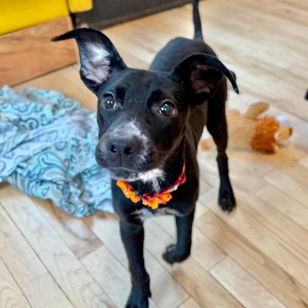 Dahlia Daisy Flower — thumbnail 4