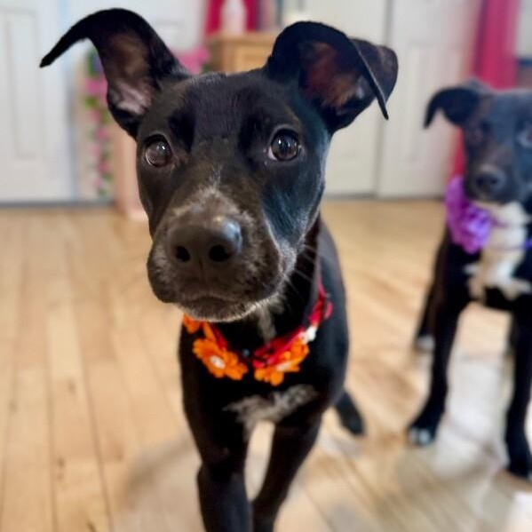 Dahlia Daisy Flower — thumbnail 5