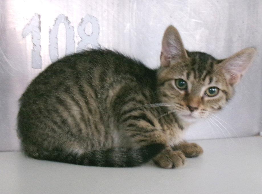 Enlarge Kobe, a Adoptable Tabby in Carrollton, GA image 2/2