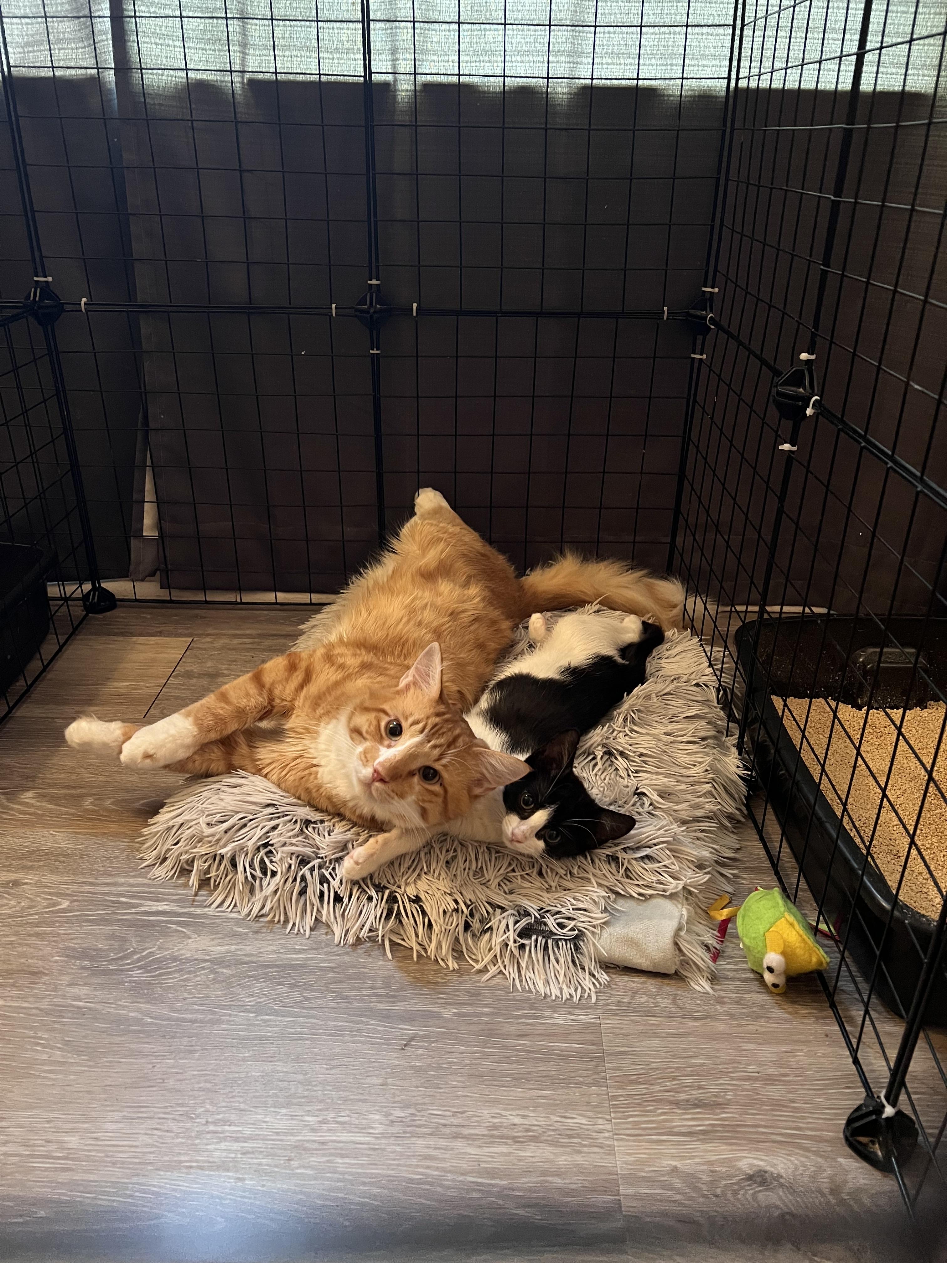 Big Mac & McFlurry, Adoptable, Young Male Domestic Medium Hair.