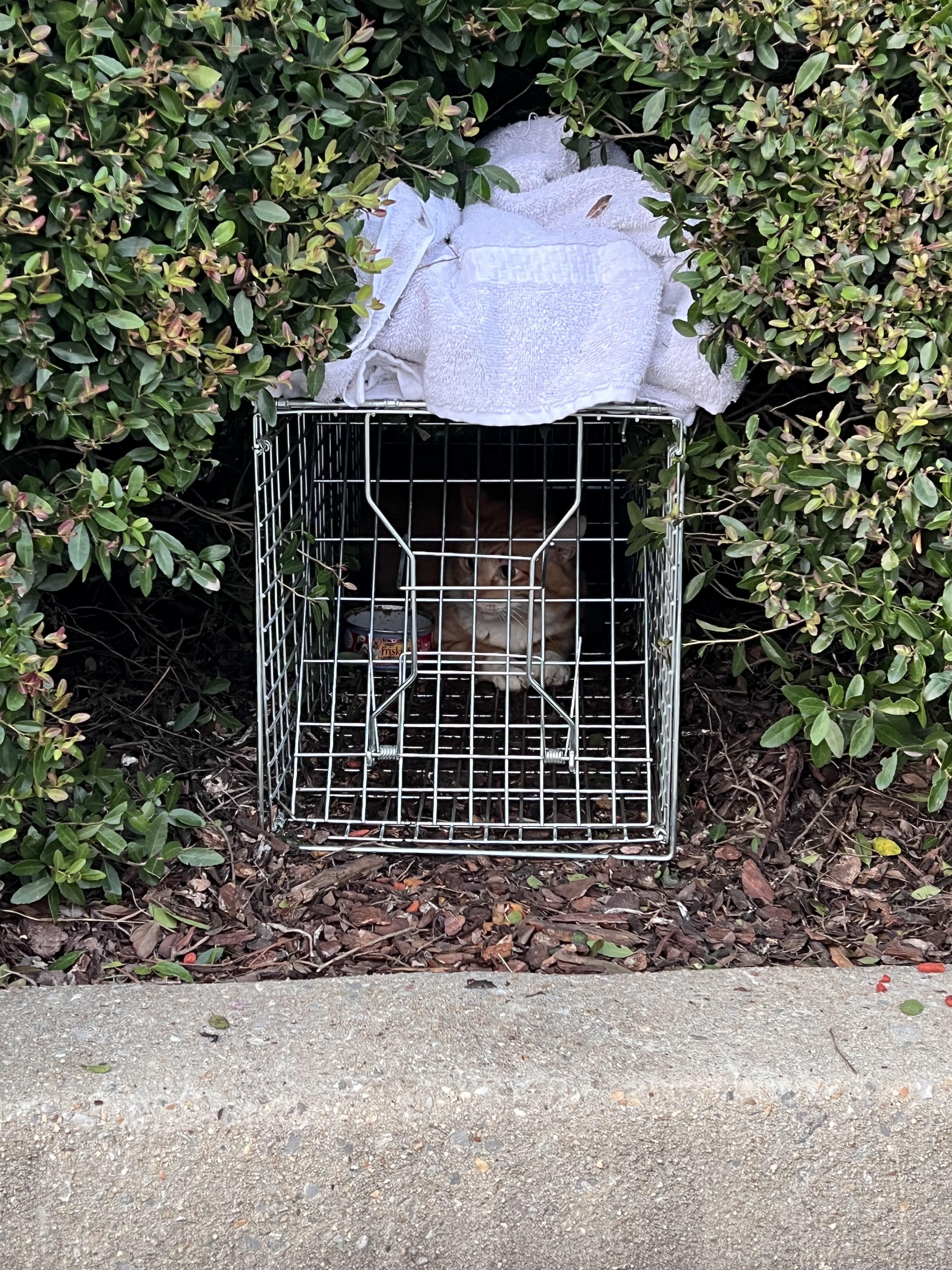 Enlarge Big Mac & McFlurry, a Adoptable Domestic Medium Hair in Randolph, AL image 3/6