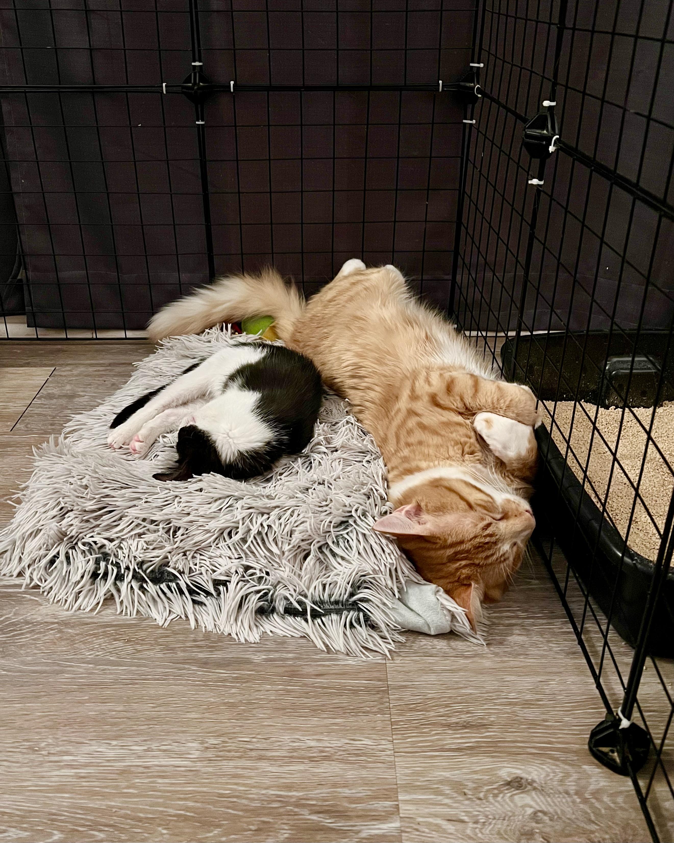 Enlarge Big Mac & McFlurry, a Adoptable Domestic Medium Hair in Randolph, AL image 4/6