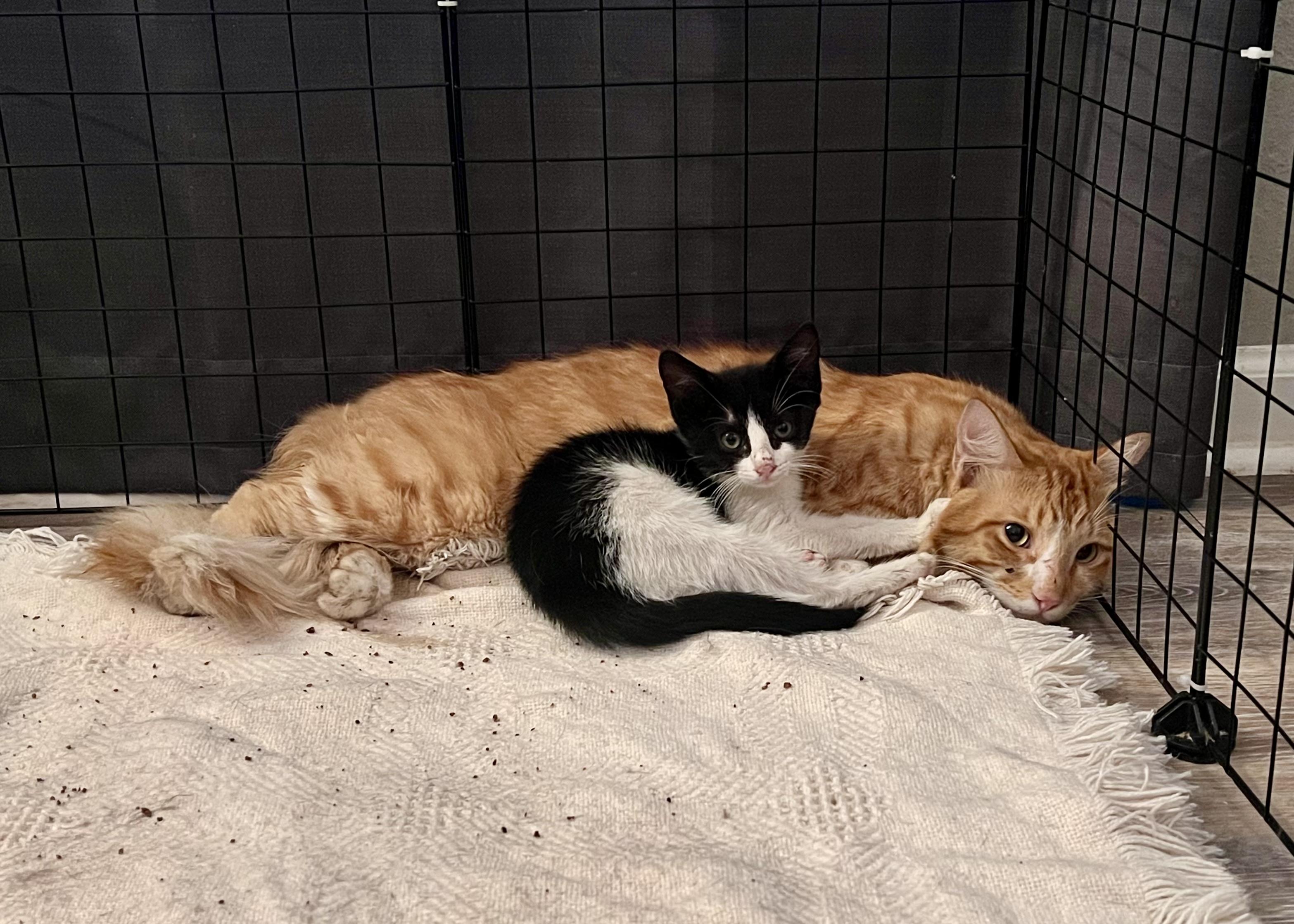 Enlarge Big Mac & McFlurry, a Adoptable Domestic Medium Hair in Randolph, AL image 5/6