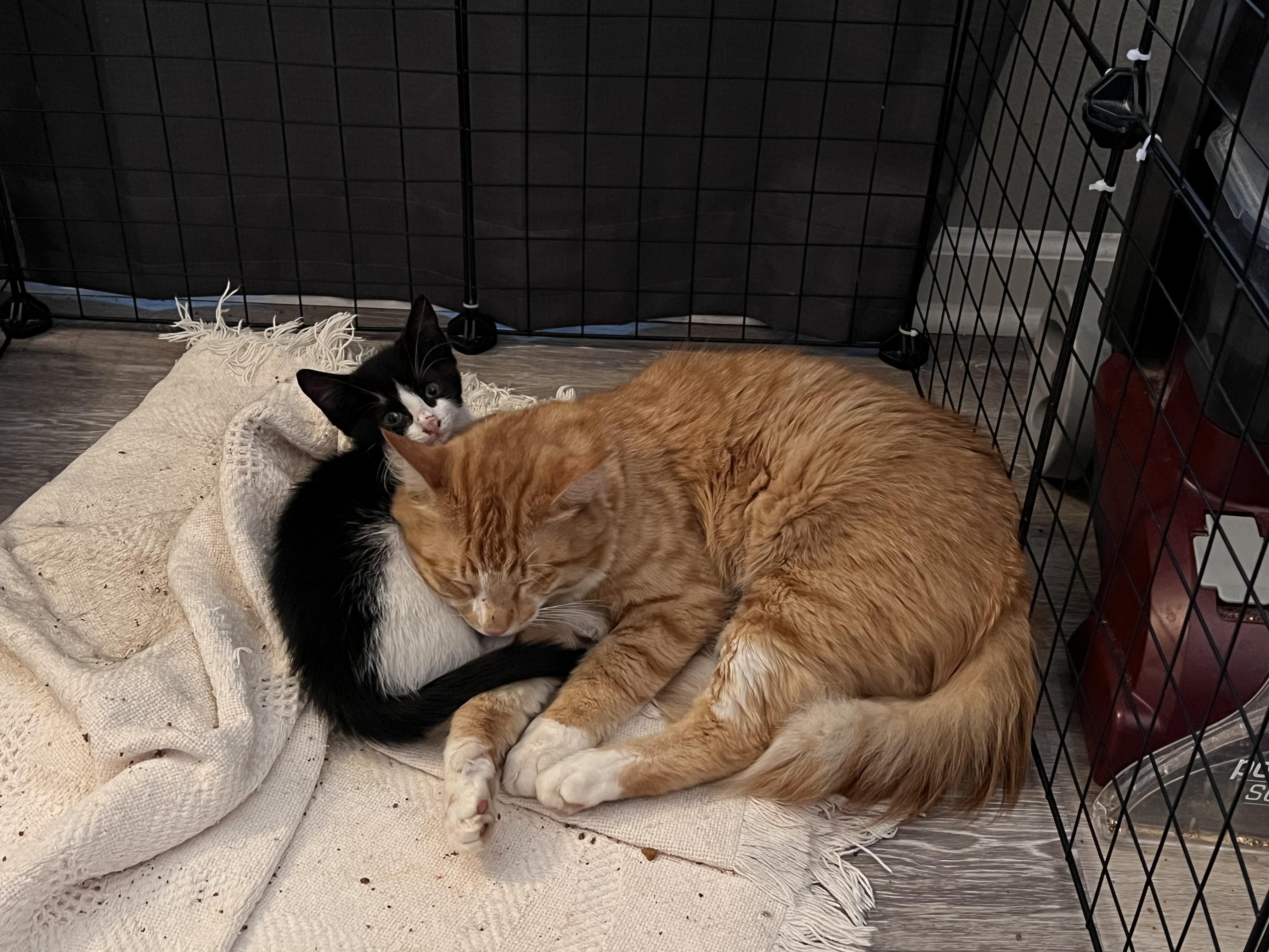 Enlarge Big Mac & McFlurry, a Adoptable Domestic Medium Hair in Randolph, AL image 6/6