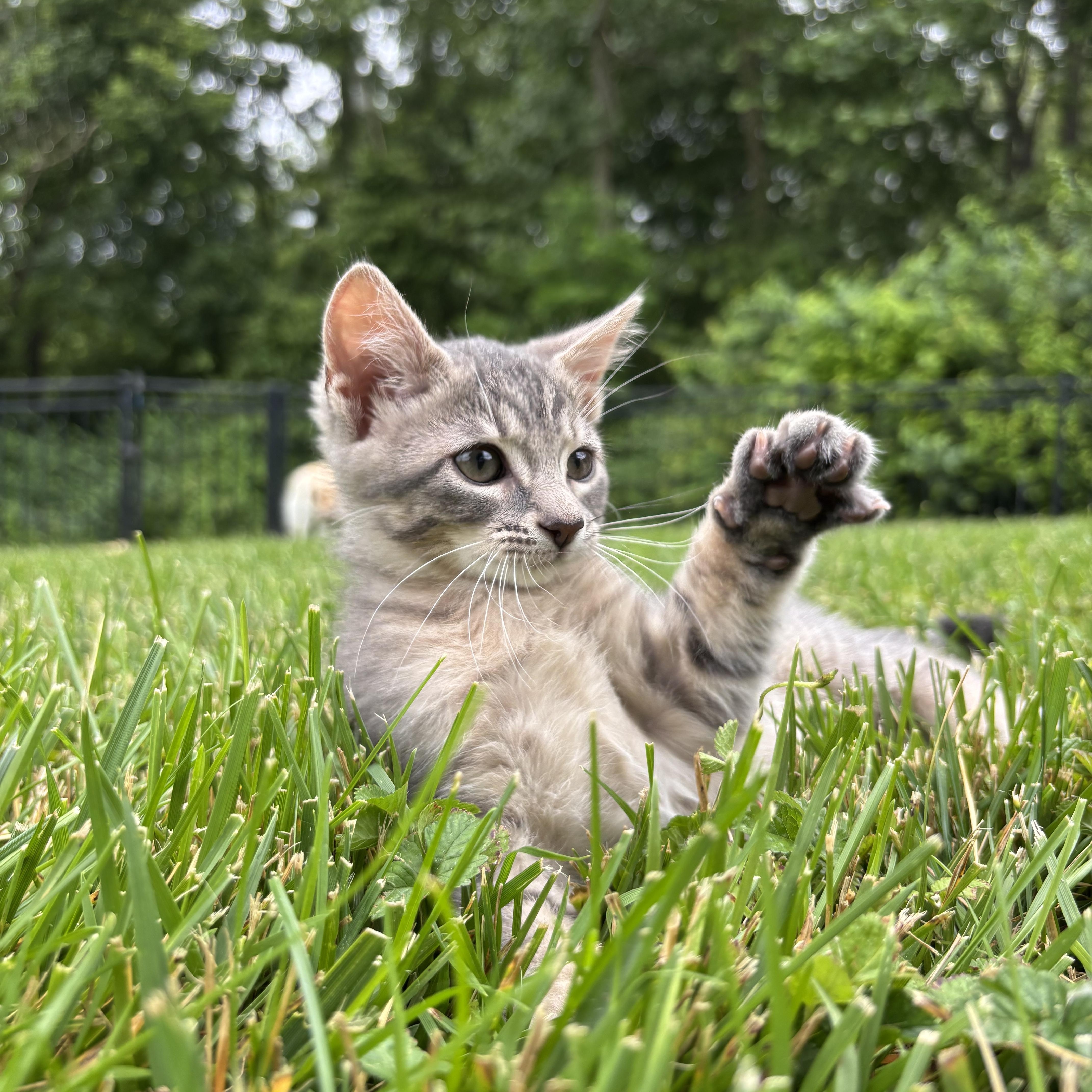 Enlarge Bluebell, an adopted Domestic Short Hair in Columbus, OH image 2/6