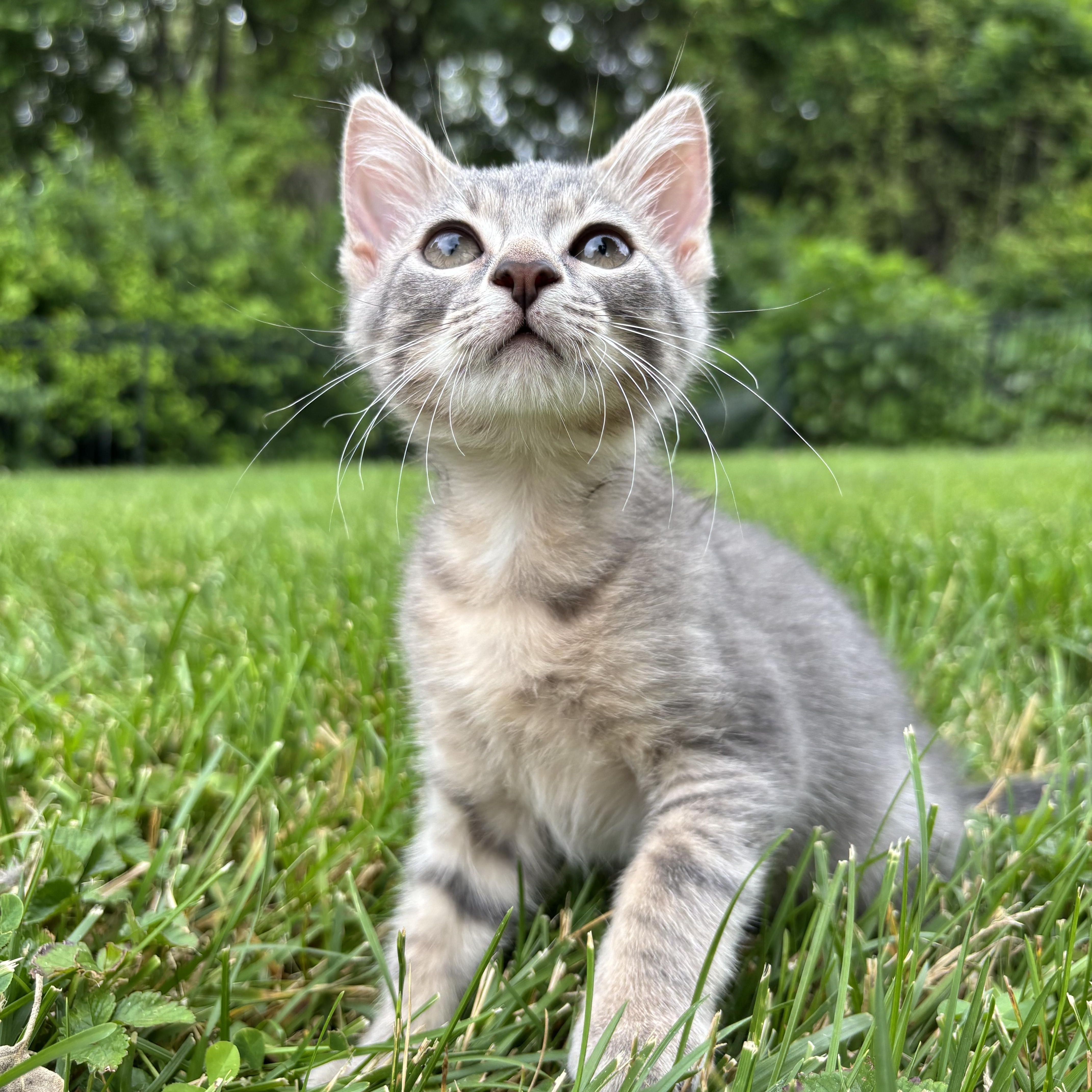 Enlarge Bluebell, an adopted Domestic Short Hair in Columbus, OH image 5/6