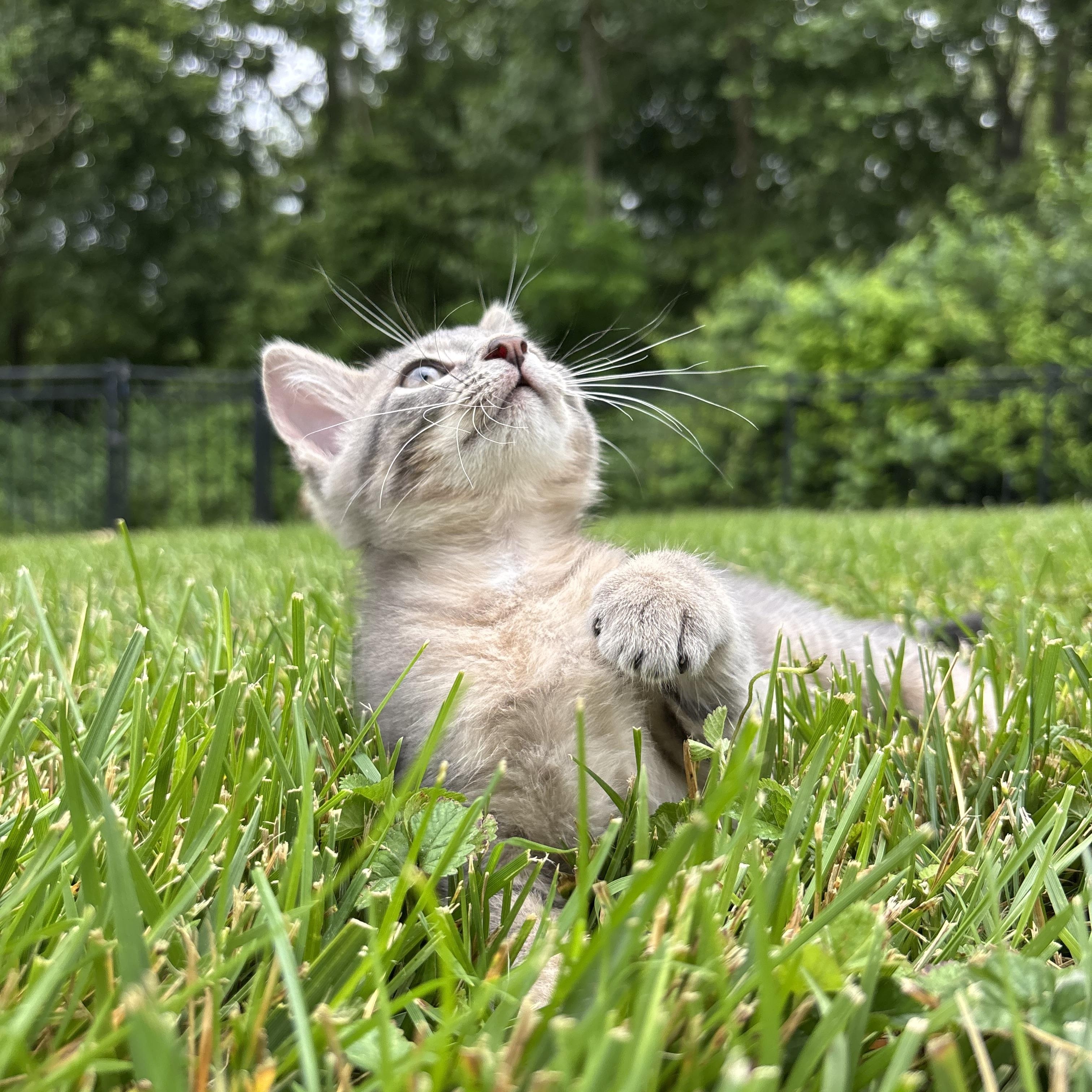 Enlarge Bluebell, an adopted Domestic Short Hair in Columbus, OH image 6/6
