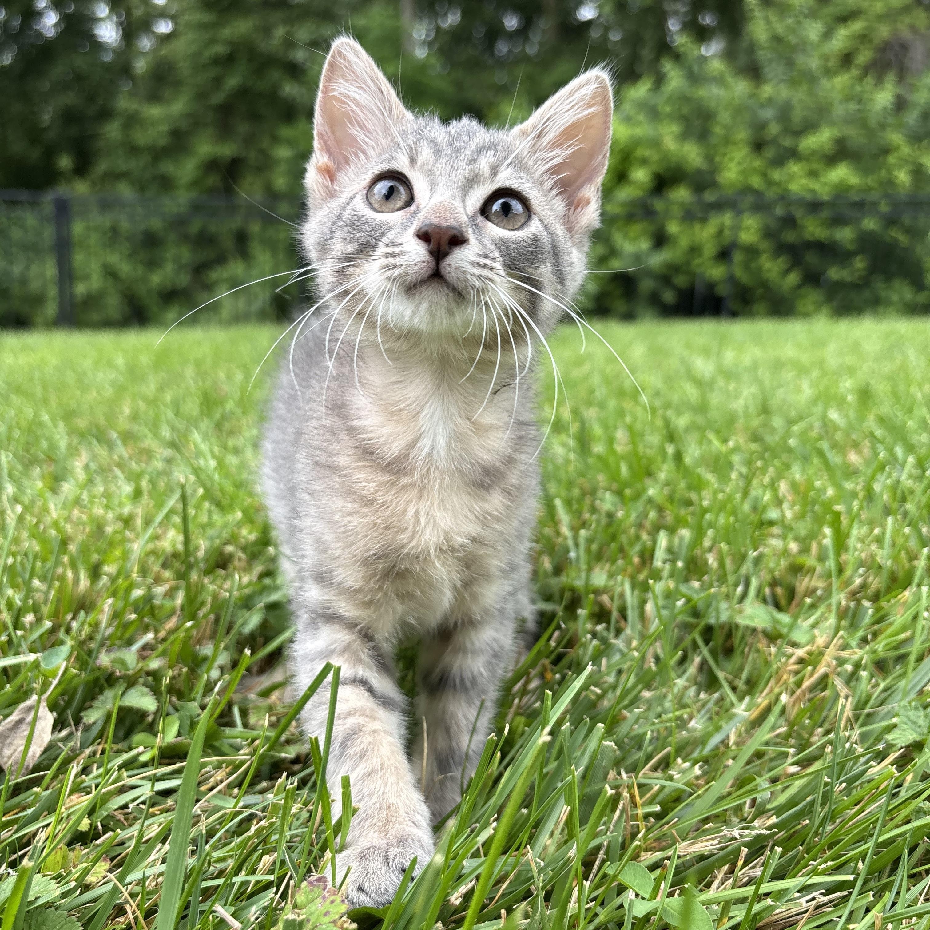 Enlarge Bluebell, an adopted Domestic Short Hair in Columbus, OH image 4/6
