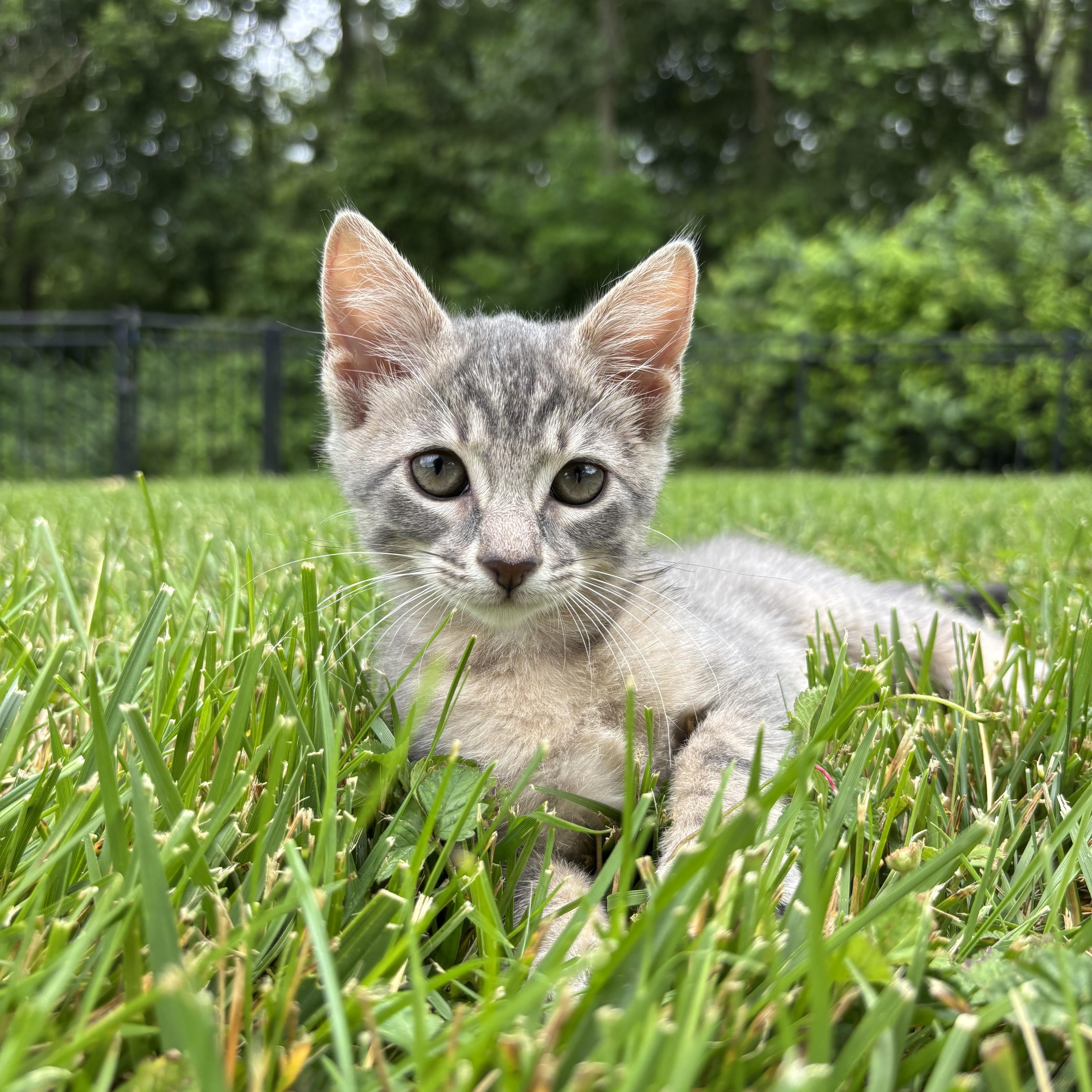 Enlarge Bluebell, an adopted Domestic Short Hair in Columbus, OH image 3/6