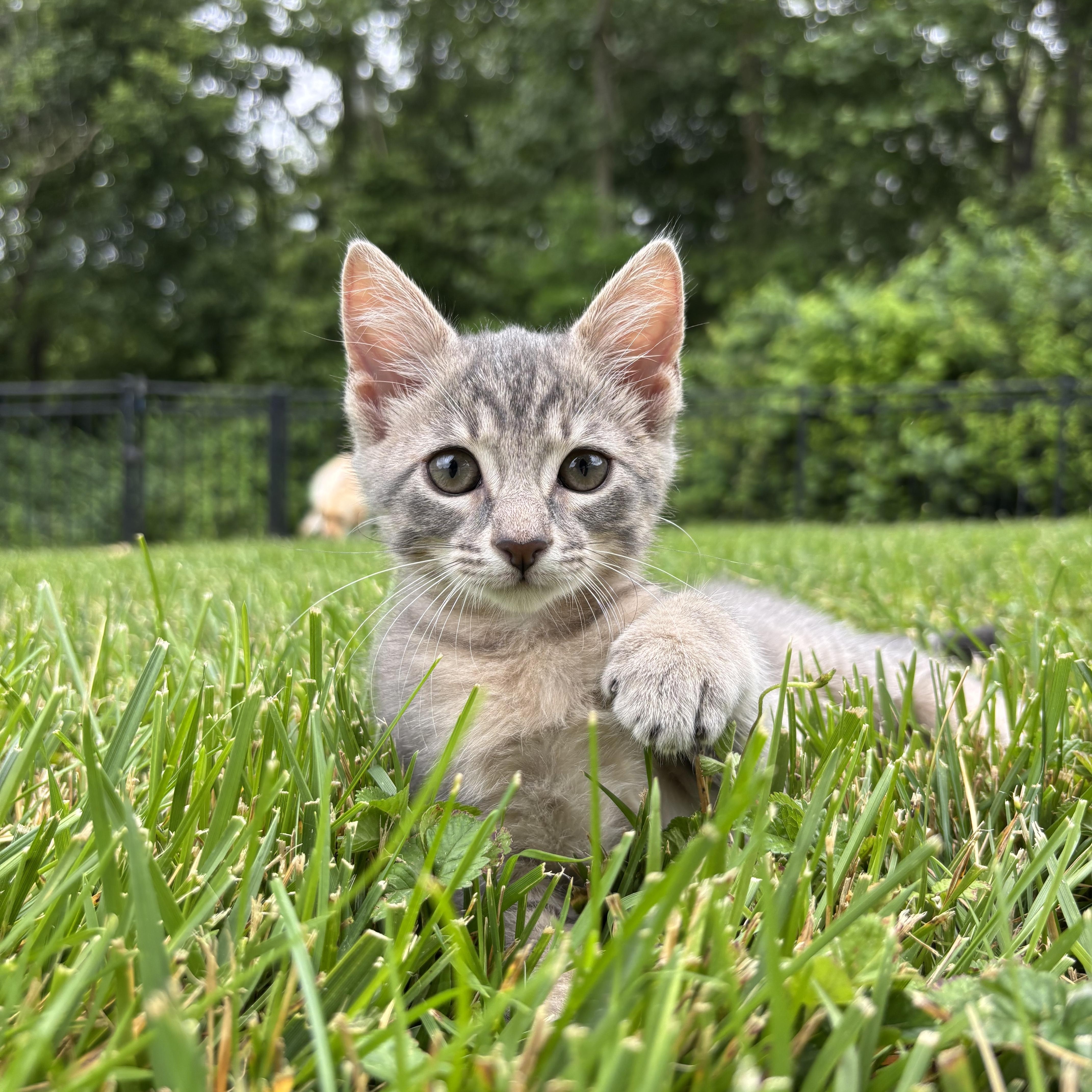 Bluebell, adopted, Kitten Female Domestic Short Hair.