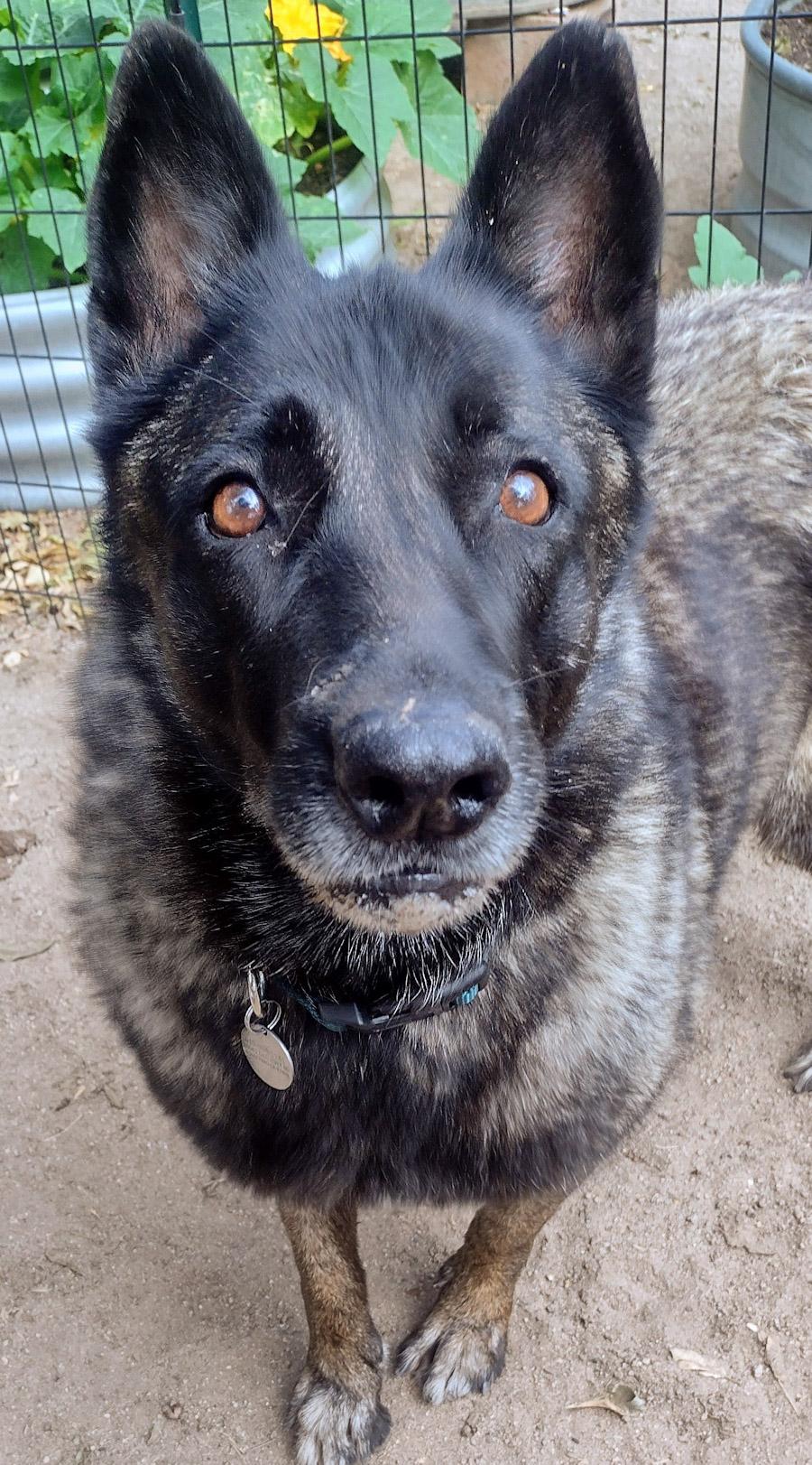 Bonnie, ADOPTABLE, Senior Female Norwegian Elkhound.